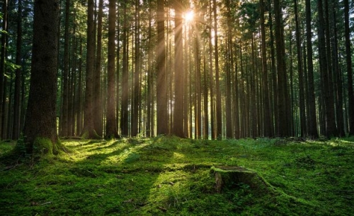Allâ€™esame del Parlamento Ue un regolamento per le foreste