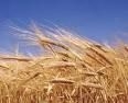 SiccitÃ : preghiamo con cardinale Betori, grano dimezzato