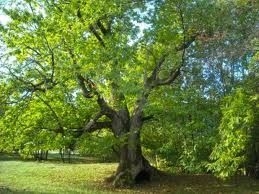 Lâ€™albero ritorna al suo posto