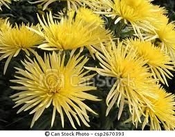Ognissanti: 400 mln in fiori. PiÃ¹ che a San Valentino