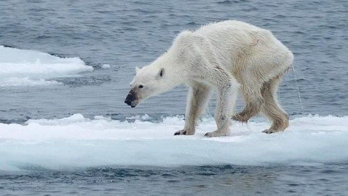 Molti fattori spingono verso la catastrofe il mondo animale