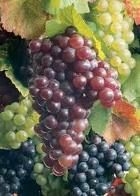 Vino veneto: piÃ¹ vigneti, meno aziende