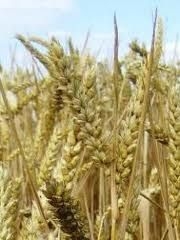 Allarme siccitÃ  colli e pianura: a rischio uva, mais, soia